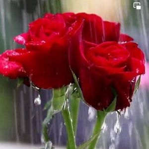 Meet your Posher, Rose